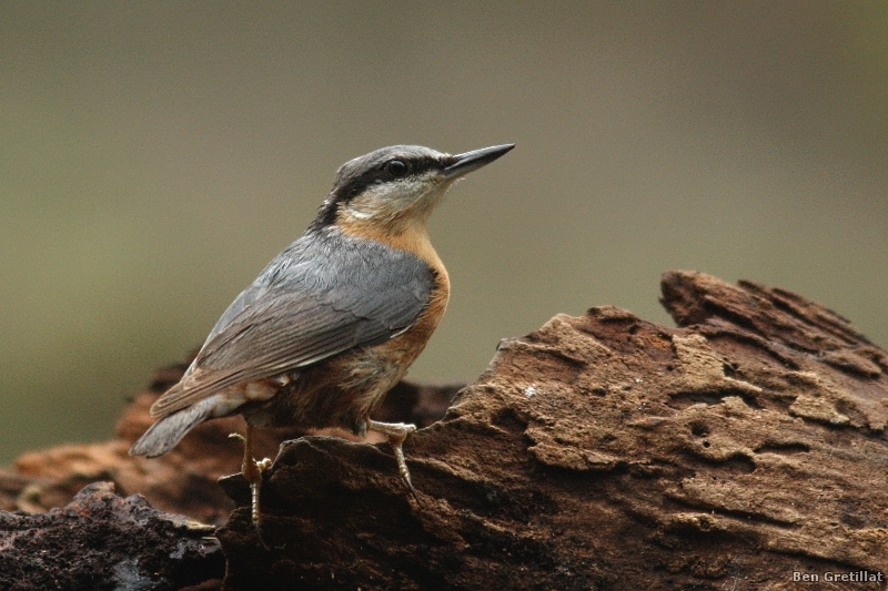 Photo Oiseaux Sittelle torchepot (Sitta europaea)