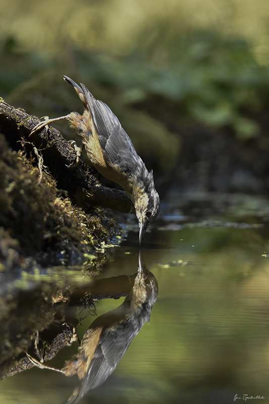 Photo Oiseaux Sitelle torchepot (Sitta europaea)