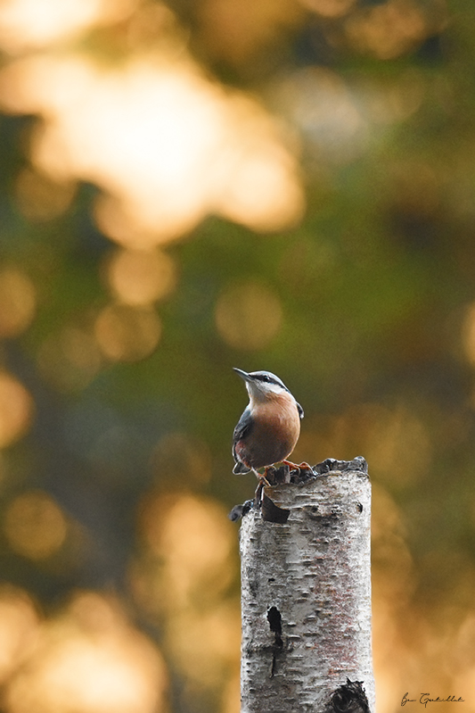 Photo Oiseaux Sitelle torchepot (Sitta europaea)