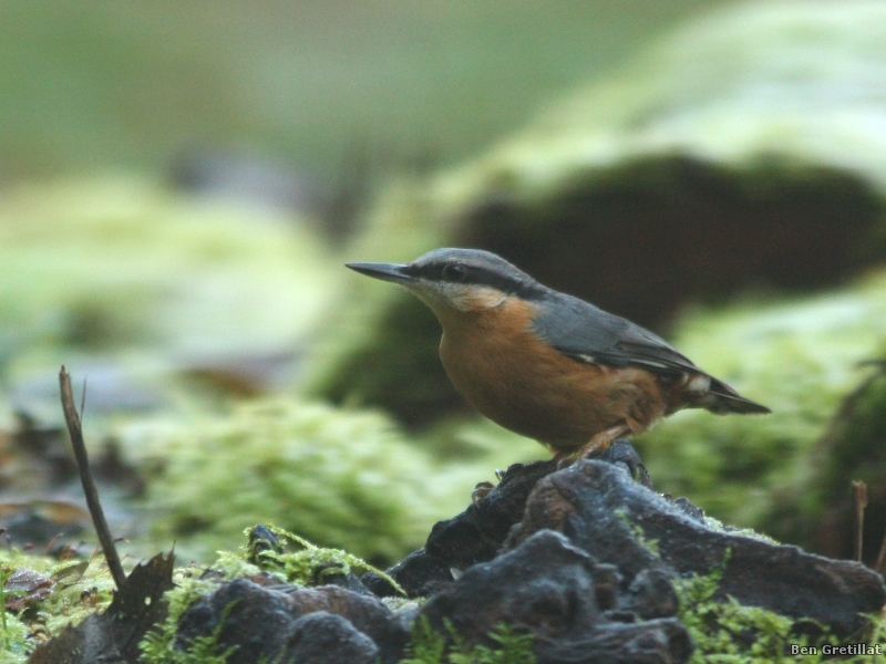 Photo Oiseaux Sittelle torchepot (Sitta europaea)