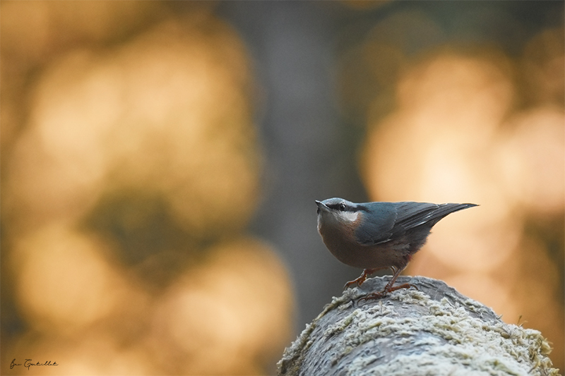 Photo Oiseaux Sitelle torchepot (Sitta europaea)