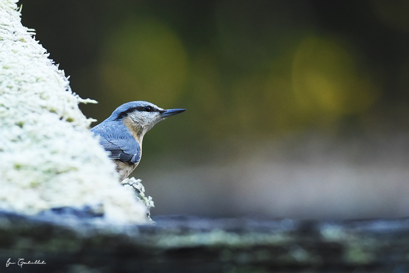 Photo Oiseaux Sitelle torchepot (Sitta europaea)