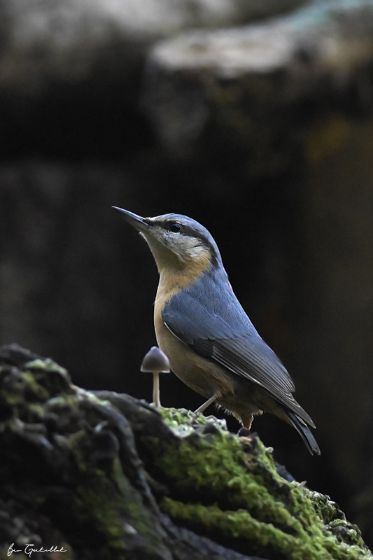 Photo Oiseaux Sitelle torchepot (Sitta europaea)