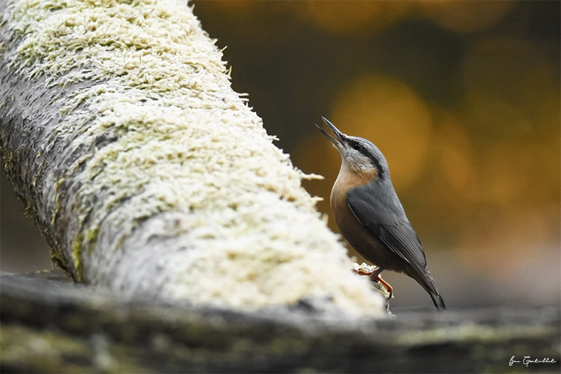 Photo Oiseaux Sitelle torchepot (Sitta europaea)