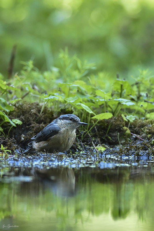 Photo Oiseaux Sitelle torchepot (Sitta europaea)