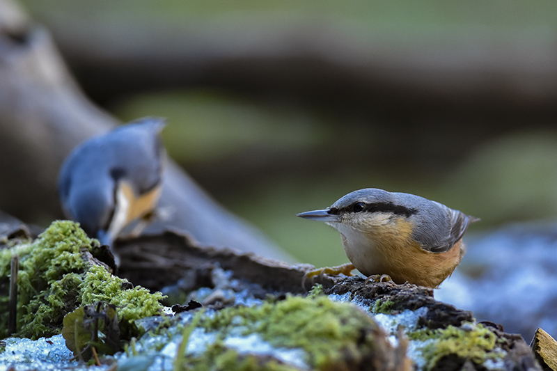 Photo Oiseaux Sittelle torchepot (Sitta europaea)