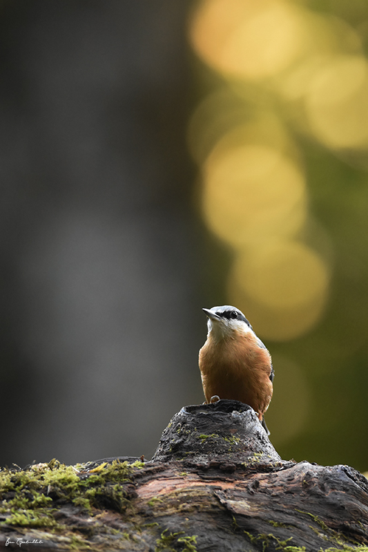 Photo Oiseaux Sittelle torchepot (Sitta europaea)