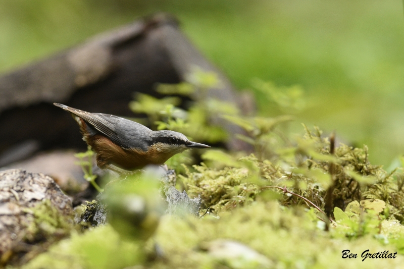 Photo Oiseaux Sittelle torchepot (Sitta europaea)