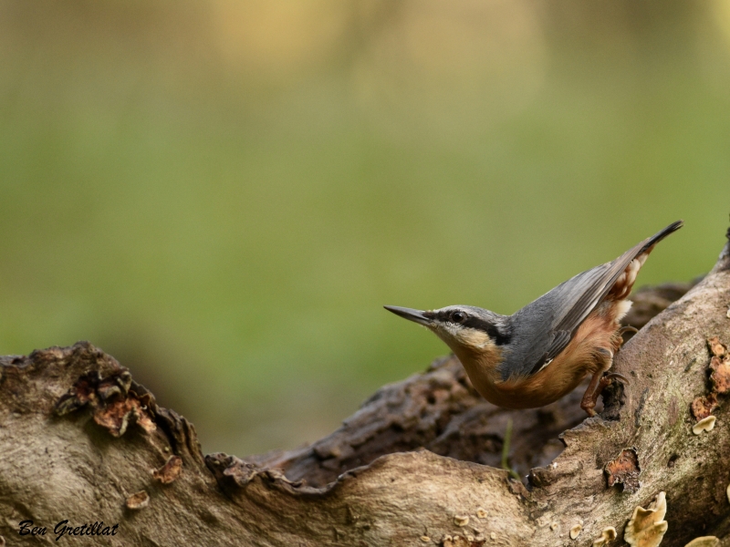 Photo Oiseaux Sittelle torchepot (Sitta europaea)