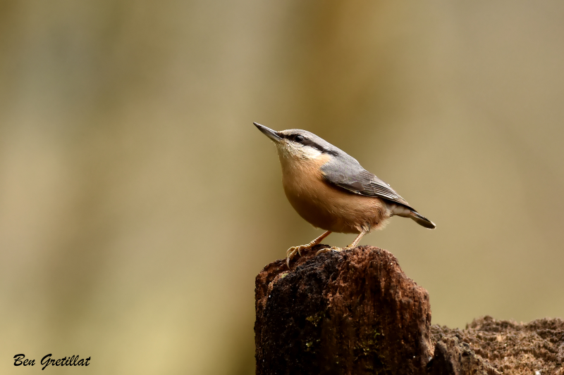 Photo Oiseaux Sittelle torchepot (Sitta europaea)