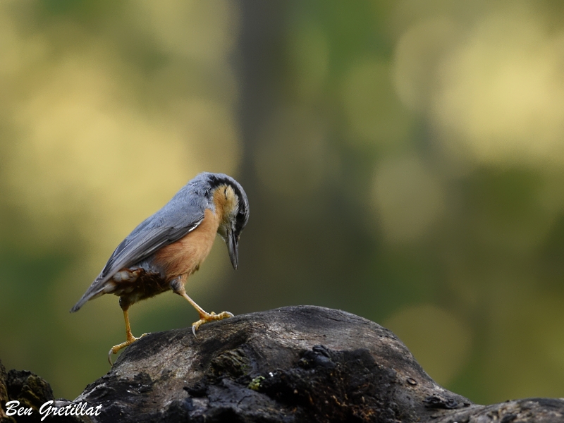 Photo Oiseaux Sittelle torchepot (Sitta europaea)