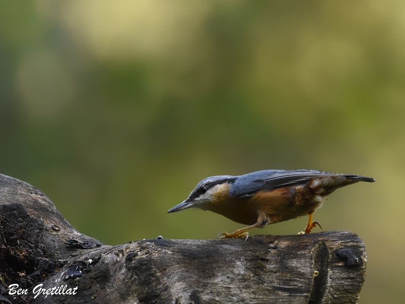 Photo Oiseaux Sittelle torchepot (Sitta europaea)