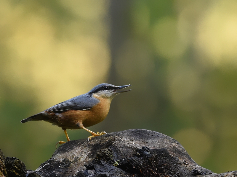 Photo Oiseaux Sittelle torchepot (Sitta europaea)