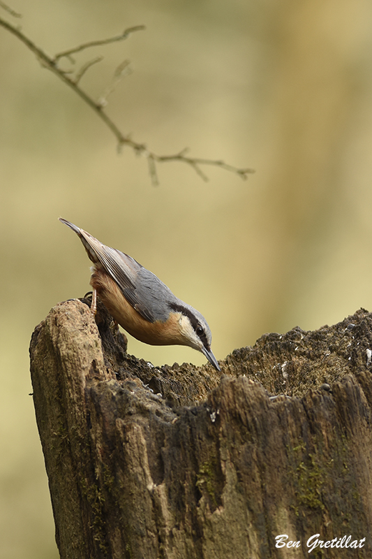 Photo Oiseaux Sittelle torchepot (Sitta europaea)