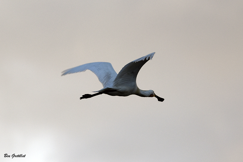 Photo Oiseaux Spatule blanche (Platalea leucorodia)