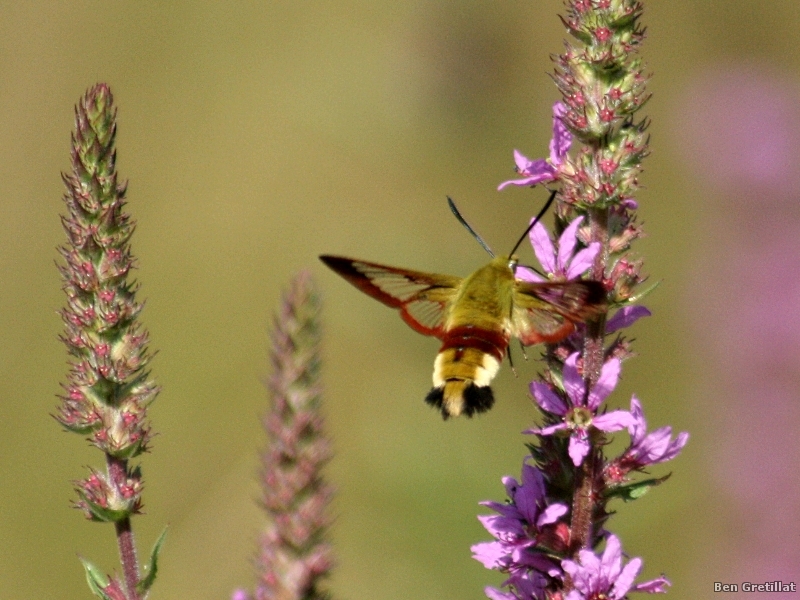 Photo Insectes sphinx fuciforme (Hemaris fuciformis)