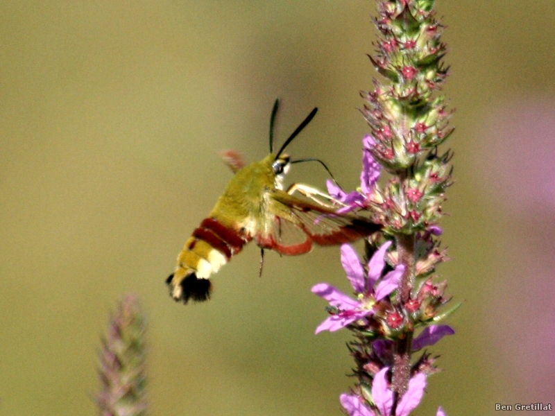 Photo Insectes sphinx fuciforme (Hemaris fuciformis)