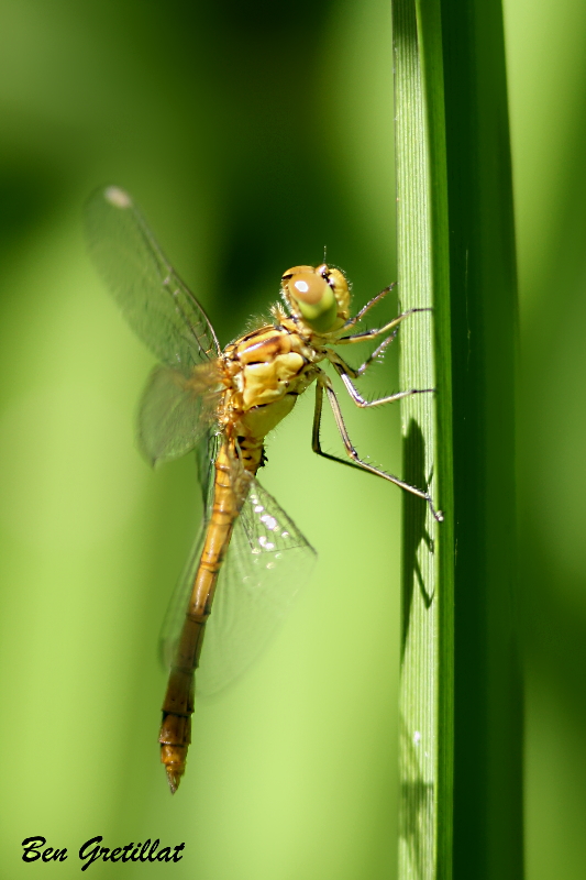 Photo Insectes Sympétrum méridional (Sympetrum meridionale)