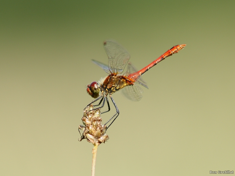 Photo Insectes Sympétrum rouge sang (Sympetrum sanguineum)