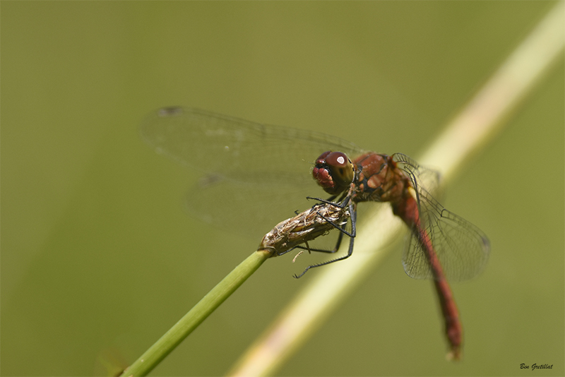 Photo Insectes Sympétrum rouge sang (Sympetrum sanguineum)