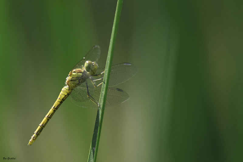 Photo Insectes Sympétrum rouge sang (Sympetrum sanguineum)