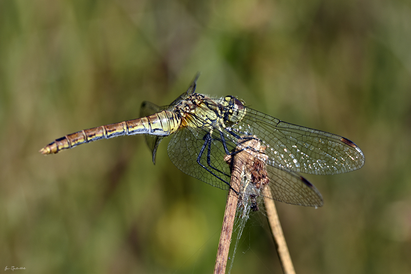 Photo Insectes Sympétrum rouge sang (Sympetrum sanguineum)