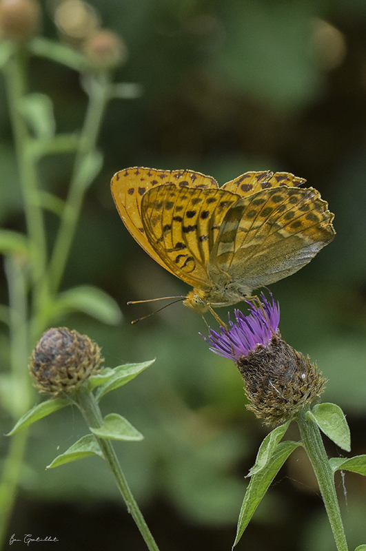 Photo Insectes Tabac d'Espagne (Argynnis paphia)