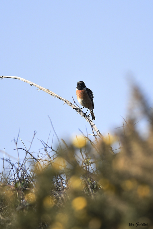 Photo Oiseaux Tarier pâtre (Saxicola rubicola)