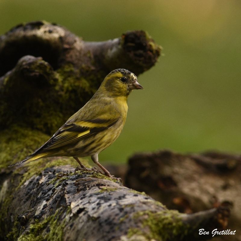 Photo Oiseaux Tarin des aulnes (Carduelis spinus)