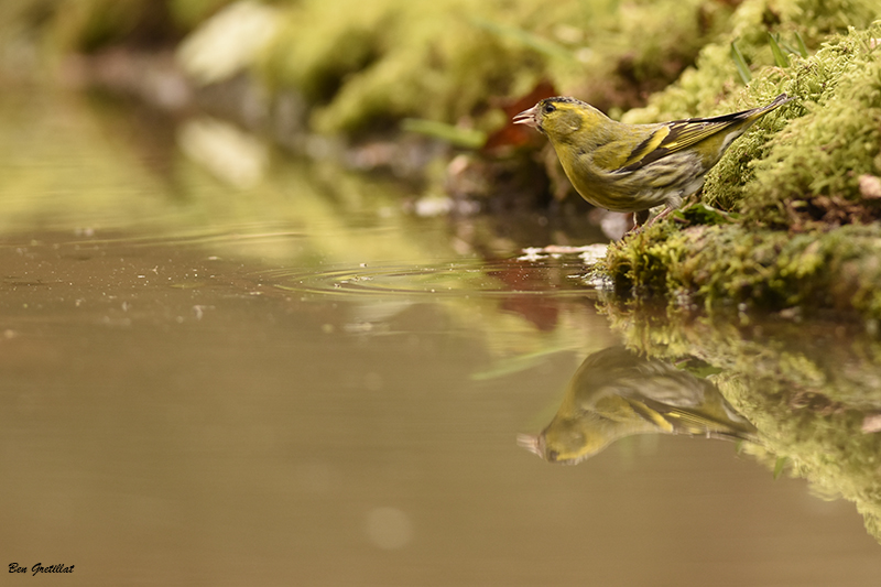 Photo Oiseaux Tarin des aulnes (Carduelis spinus)