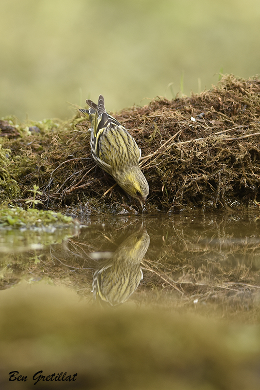 Photo Oiseaux Tarin des aulnes (Carduelis spinus)