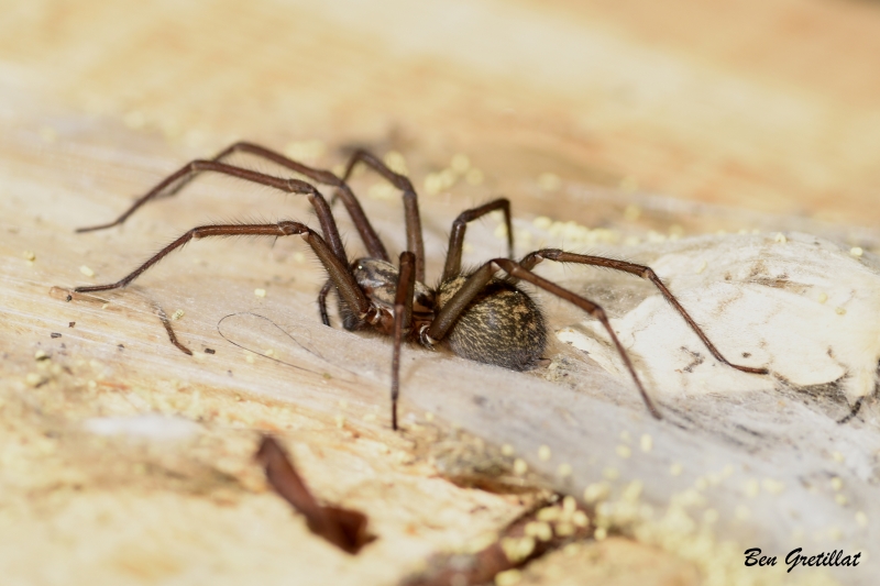 Photo Araignées Tegenaria sp.