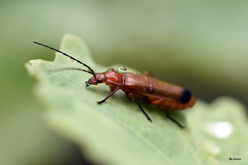 Photo Insectes Téléphore fauve (Rhagonycha fulva)