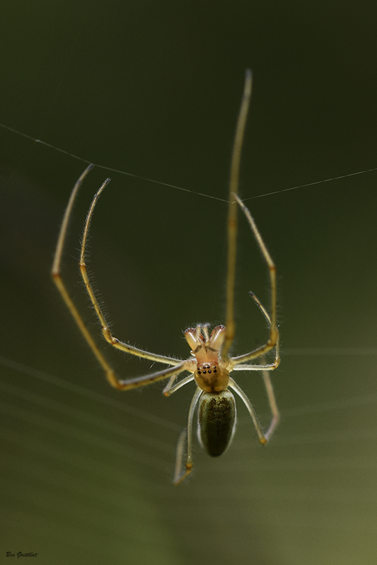 Photo Araignées  Tétragnathe étirée (Tetragnatha extensa)