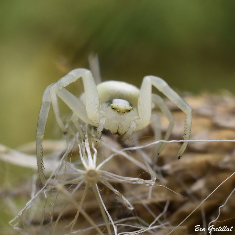 Photo Araignées Thomise Variable (Misumena vatia)