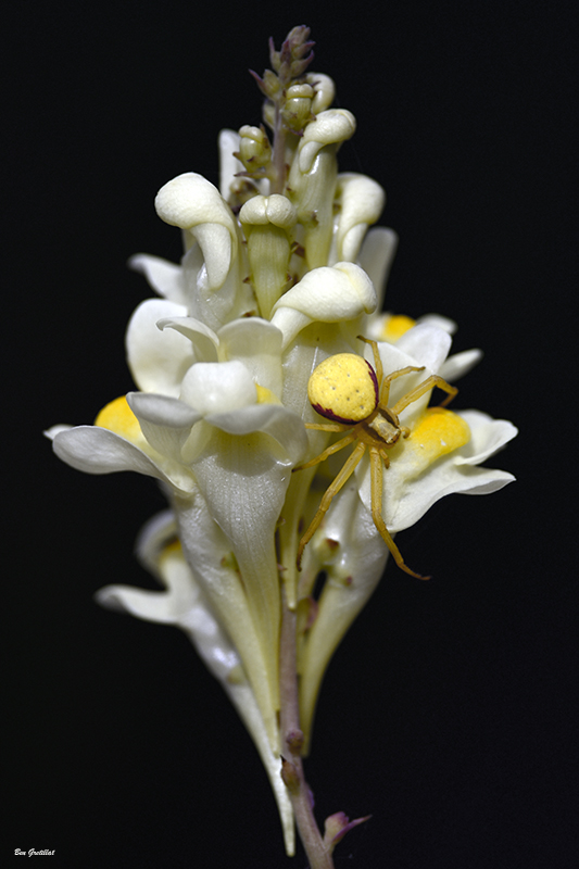 Photo Araignées Thomise Variable (Misumena vatia)