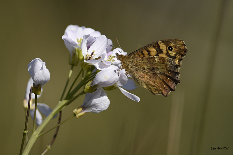 Photo Insectes Tircis (Pararge aegeria)