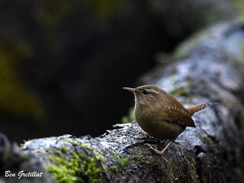 Photo Oiseaux Troglodyte mignon (Troglodytes troglodytes)