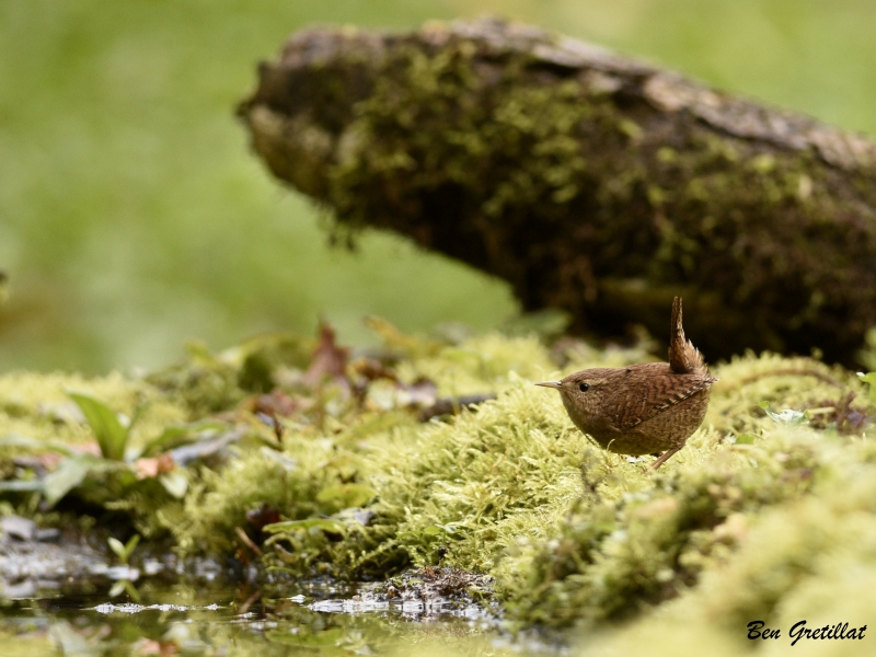 Photo Oiseaux Troglodyte mignon (Troglodytes troglodytes)