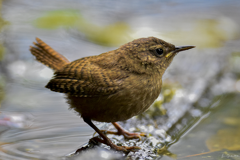 Photo Oiseaux Troglodyte mignon (Troglodytes troglodytes)