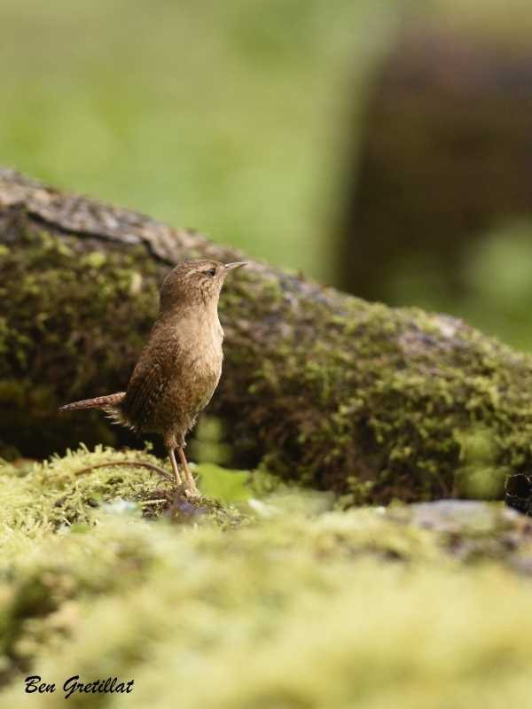 Photo Oiseaux Troglodyte mignon (Troglodytes troglodytes)