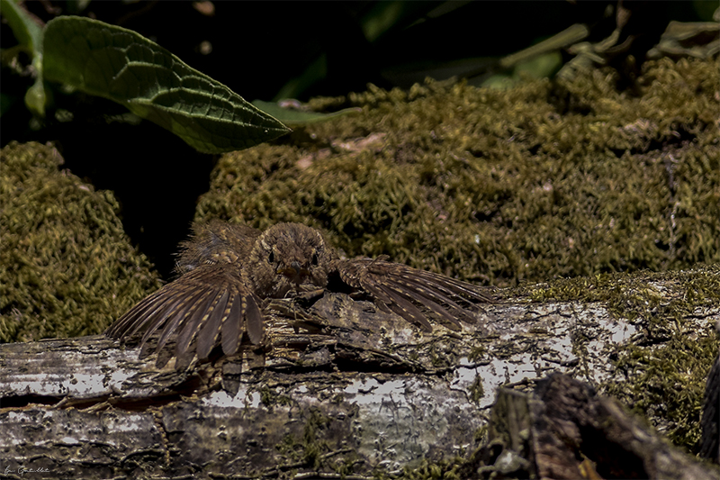 Photo Oiseaux Troglodyte mignon (Troglodytes troglodytes)