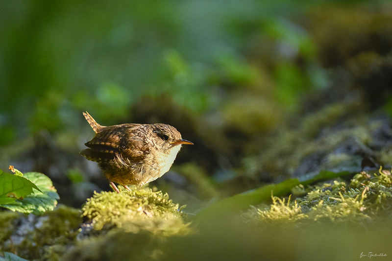 Photo Oiseaux Troglodyte mignon (Troglodytes troglodytes)