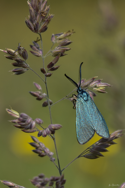Photo Insectes Turquoise de la globulaire (Jordanita globulariae)