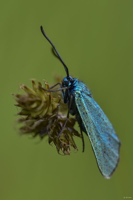 Photo Insectes Turquoise de la globulaire (Jordanita globulariae)