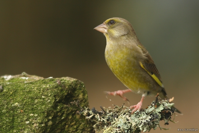 Photo Oiseaux Verdier d'Europe (Chloris chloris)