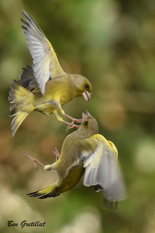 Photo Oiseaux Verdier d'Europe (Chloris chloris)