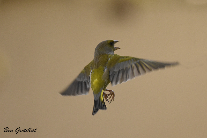 Photo Oiseaux Verdier d'Europe (Chloris chloris)