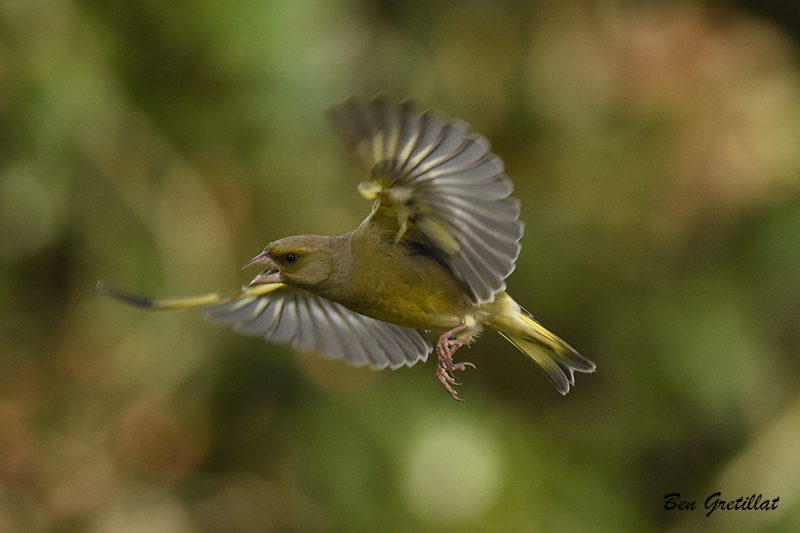 Photo Oiseaux Verdier d'Europe (Chloris chloris)