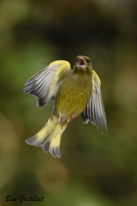 Photo Oiseaux Verdier d'Europe (Chloris chloris)